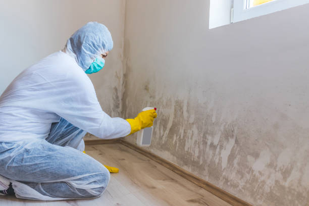Licensed Black Mold Removal service in Rich Square, NC - WQB Mold Removal
