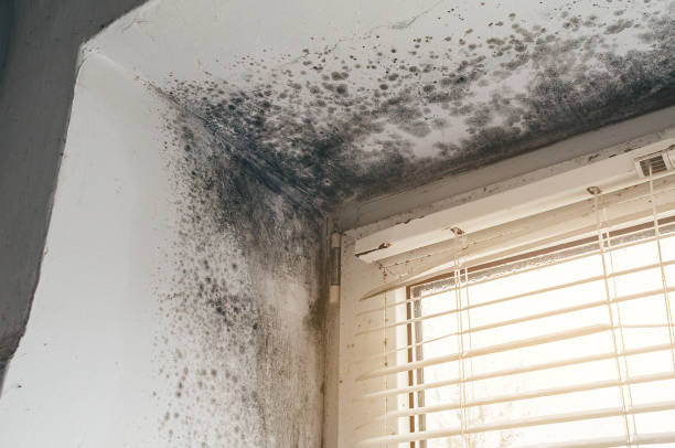 Affordable Black Mold Removal solutions in Rich Square, NC